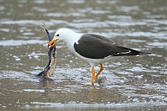 Belcher's Gull